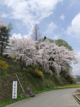 春になると満開の桜が子ども達を出迎えてくれます。